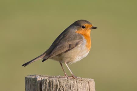 Foto de European Robin (Erithacus rubecula)