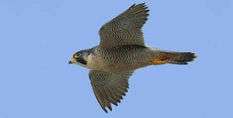 Foto de Falcão-Peregrino (Falco peregrinus)