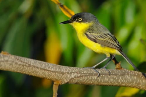Foto de Ferreirinho-Relógio (Todirostrum cinereum)