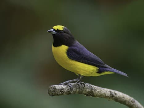 Foto de Fim-Fim (Euphonia chlorotica)