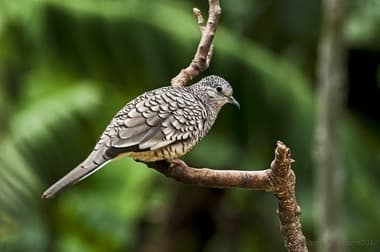 Foto de Fogo-Apagou (Columbina squammata)