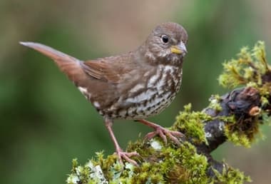 Foto de Fox Sparrow (Passerella iliaca)