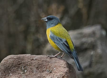 Foto de Fringilo Peruano (Xenospingus concolor)
