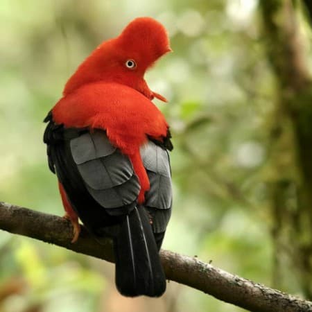 Foto de Gallito de Las Rocas (Rupicola peruvianus)