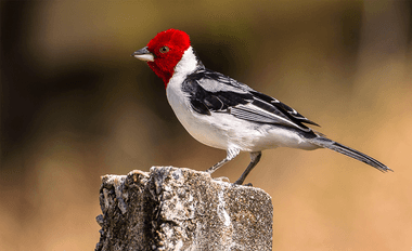 Foto de Galo de Campina (Paroaria dominicana)