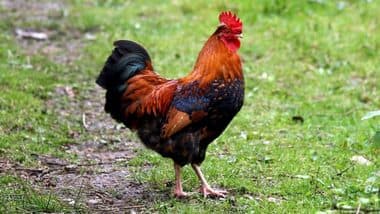 Foto de Galo (Gallus gallus)