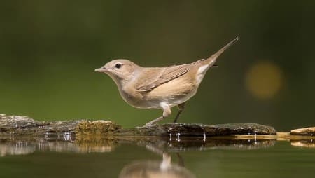 Foto de Garden Warbler (Sylvia borin)