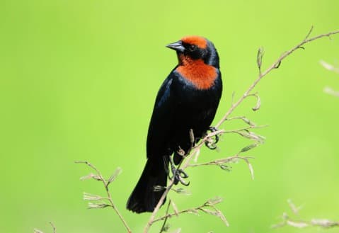Foto de Garibaldi (Chrysomus ruficapillus)
