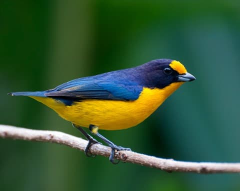 Foto de Eufonia Piquigruesa (Euphonia laniirostris)