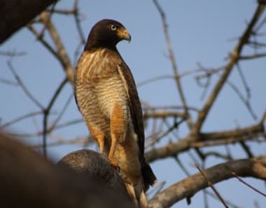 Foto de Gavião-Carijó (Rupornis magnirostris)