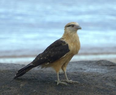 Foto de Gavião Pinhé (Accipiter striatus)