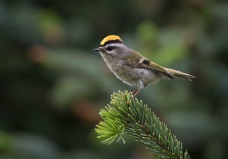 Foto de Golden-Crowned Kinglet (Regulus satrapa)