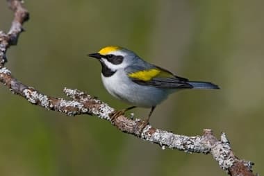 Foto de Golden Winged Warbler (Vermivora chrysoptera)