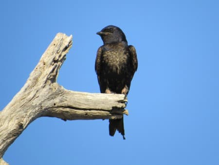 Foto de Golondrina Negra (Progne elegans)
