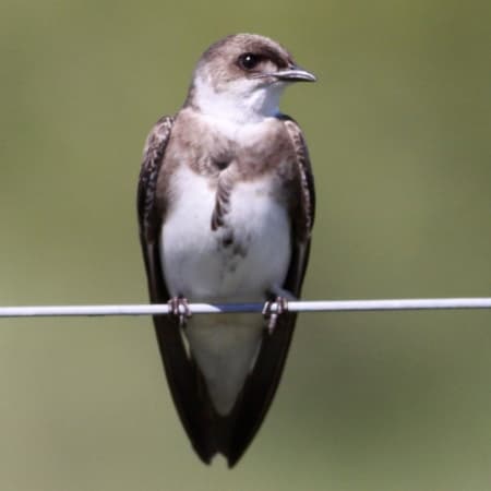 Foto de Golondrina Parda (Progne tapera)