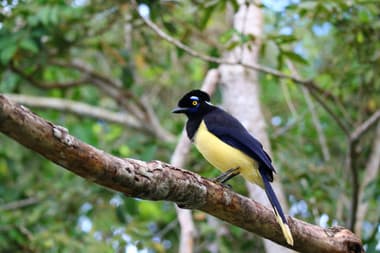 Foto de Gralha Picaça (Cyanocorax chrysops)