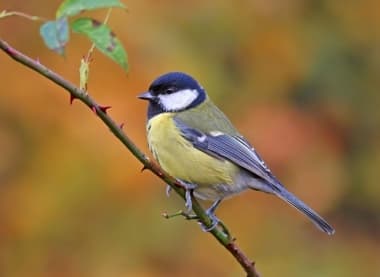 Foto de Great Tit (Parus major)