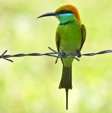 Foto de Green Bee Eater (Merops orientalis)