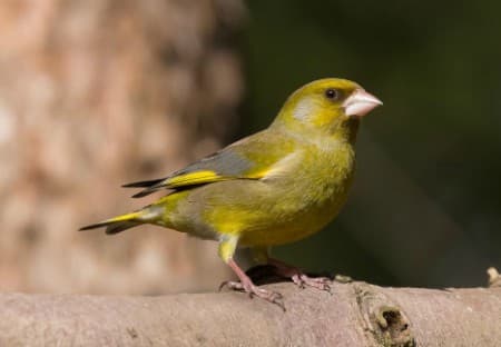 Foto de Greenfinch (Chloris chloris)