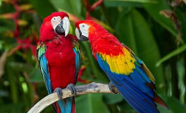 Foto de Guacamayo Aliverde (Ara militaris)