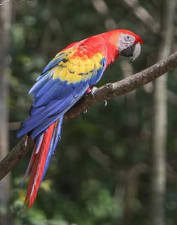 Foto de Guacamayo Macao (Ara macao)