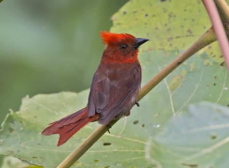 Foto de Habia Copetona (Habia cristata)