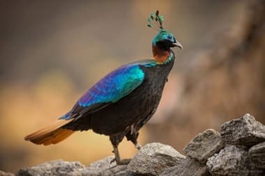 Foto de Himalayan Monal (Lophophorus impejanus)