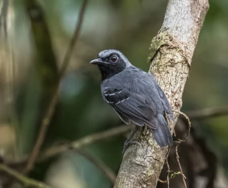 Foto de Formigueiro-de-Cara-Preta (Myrmoborus myotherinus)