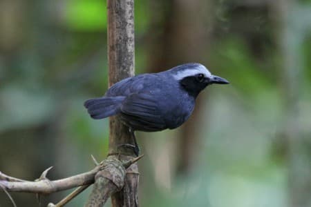 Foto de Hormiguero Cejiblanco (Myrmotherula leucophthalma)