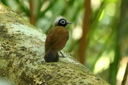 Foto de Hormiguero De Cresta Canosa (Rhopias gularis)