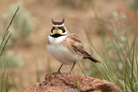Foto de Horned Lark (Eremophila alpestris)