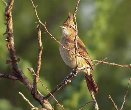 Foto de Hornero Copetón (Furnarius cristatus)