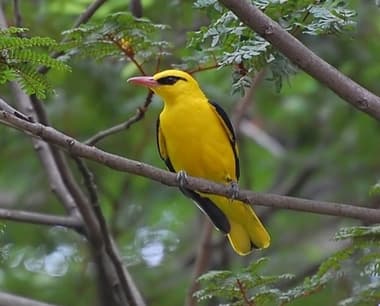 Foto de Indian Golden Oriole (Oriolus kundoo)