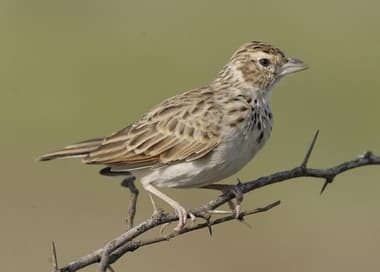 Foto de Indian Bush Lark (Mirafra erythroptera)