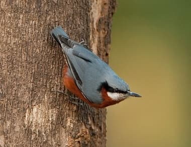 Foto de Indian Nuthatch (Sitta castanea)