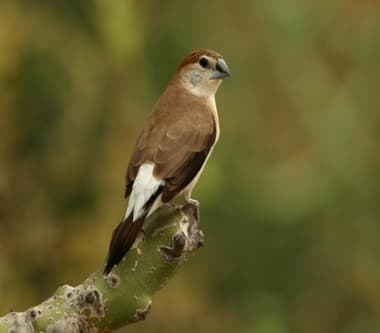 Foto de Indian Silverbill (Euodice malabarica)