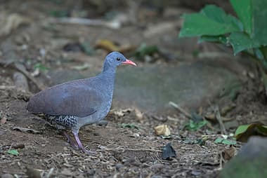 Foto de Inhambu-Chintã (Crypturellus tataupa)
