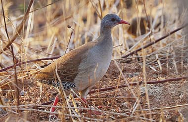 Foto de Inhambu-Chororó (Crypturellus parvirostris)