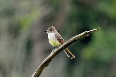 Foto de Irré (Formicivora rufa)