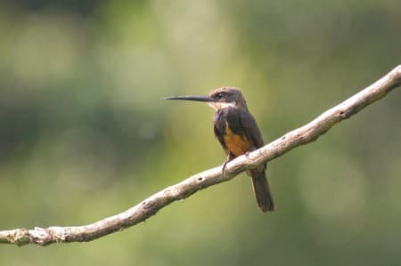 Foto de Jacamará Dorsioscuro (Brachygalba salmoni)
