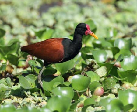 Foto de Jaçanã (Jacana jacana)