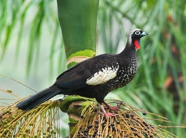 Foto de Jacutinga (Aburria jacutinga)
