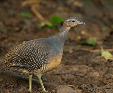 Foto de Jaó do Sul (Crypturellus noctivagus)
