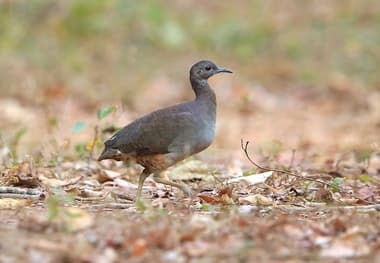 Foto de Jaó (Crypturellus undulatus)