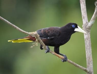 Foto de Japu-Preto (Cacicus solitarius)