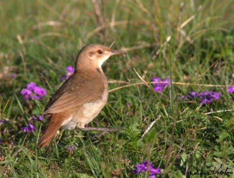 Foto de João-de-Barro (Furnarius rufus)