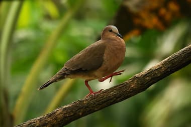 Foto de Juriti Gemedeira (Leptotila rufaxilla)