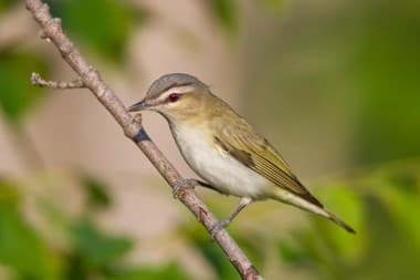 Foto de Juruviara (Vireo chivi)