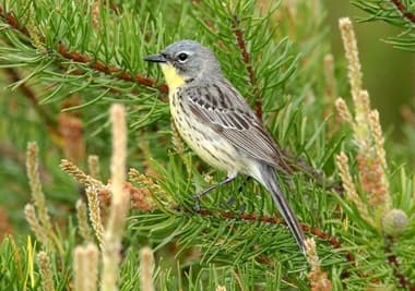 Foto de Kirtlands Warbler (Setophaga kirtlandii)
