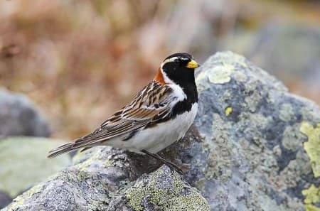 Foto de Lapland Bunting (Calcarius lapponicus)